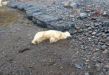 Un extraño oso polar aparece en Islandia y la Policía lo mata a tiros