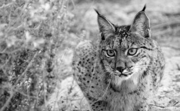 Para orientarse de forma natural