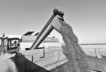 Las exportaciones de trigo de Ucrania cayeron un 25 %, según Bloomberg