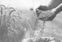 Zimbabue pone en marcha silos de grano con ayuda de inteligencia artificial