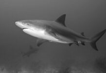 Las aguas del Atlántico Norte se están enfriando desde hace más de cien años