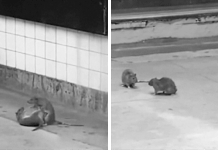 Roedores ‘ninja’ en acción en andén del metro de Nueva York