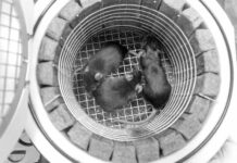 Nave espacial rusa con roedores regresará el viernes a la Tierra