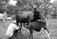 Nicaragua. PIB crece 3.9% en 2025, informa Banco Central