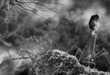 Captan las primeras imágenes de un antibiótico aniquilando bacterias en tiempo real