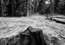 Del bosque arrasado en las Amazonas a la mesa europea