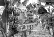 Empieza la construcción de los primeros invernaderos de plátanos en Rusia