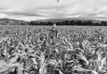 Producción de alimentos en Venezuela cubre más del 90% de abastecimiento, según FAO