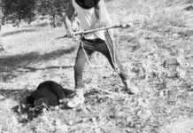 Colono sionista deja inconsciente a palos a una anciana palestina