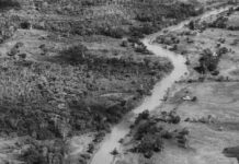 La deforestación mundial se ralentiza, pero los bosques siguen bajo presión