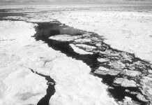 Rusia lanza primer proyecto forestal climático en el Ártico