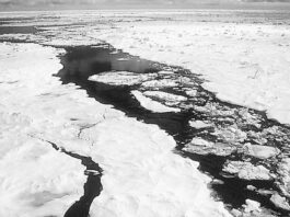 Rusia lanza primer proyecto forestal climático en el Ártico