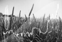 Nueva realidad: cómo los BRICS se convierten en un centro mundial de seguridad alimentaria