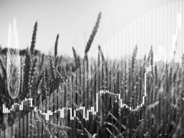 Nueva realidad: cómo los BRICS se convierten en un centro mundial de seguridad alimentaria