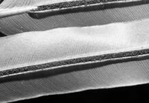 China es el primer país del mundo en extraer metales de tierras raras de una planta