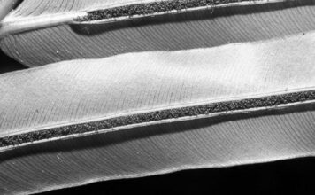 China es el primer país del mundo en extraer metales de tierras raras de una planta