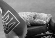 En Ucrania quieren que sus gatos dejen de maullar en ruso