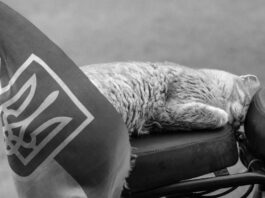 En Ucrania quieren que sus gatos dejen de maullar en ruso