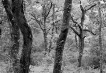 ‘El mundo está harto de las políticas climáticas’