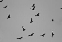 Buitres de la UE comienzan a sobrevolar la Franja de Gaza