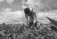 Productores de soya en Bolivia dan ultimátum al Gobierno por escasez de diésel