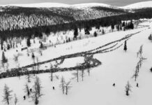 HIPNOTIZANTE VIDEO: Rebaños de renos embellecen los paisajes invernales de Rusia