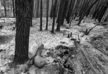 Arde la Patagonia y Milei desfinancia en 70% recursos para combatir incendios