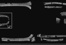 Hallan esqueleto más completo de Homo habilis en Kenia