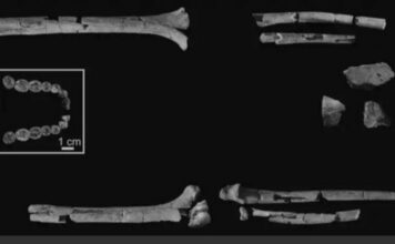 Hallan esqueleto más completo de Homo habilis en Kenia