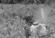 Colombia reanuda ‘narcofumigaciones’ con glifosato: por qué es polémico