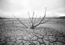 Pifia ecológica, las pistas del dinero