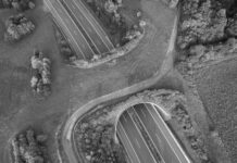 Carretera chilena incorpora corredores ecológicos para proteger la fauna