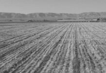 Nazi-sionistas destruyeron cultivos en Siria