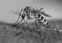Rusia desarrolla vacuna contra el dengue