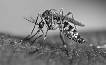 Rusia desarrolla vacuna contra el dengue