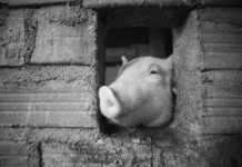 «Kallas podría ganar un campeonato de chillidos de cerdito», afirma Zakharova