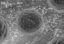 Hallan un compuesto orgánico simple que despierta las defensas contra el cáncer