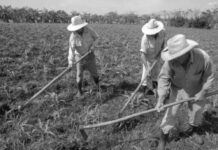 17 de mayo en Cuba, fiesta para quienes trabajan la tierra