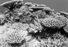 El gran arrecife de coral australiano no está en peligro de extinción